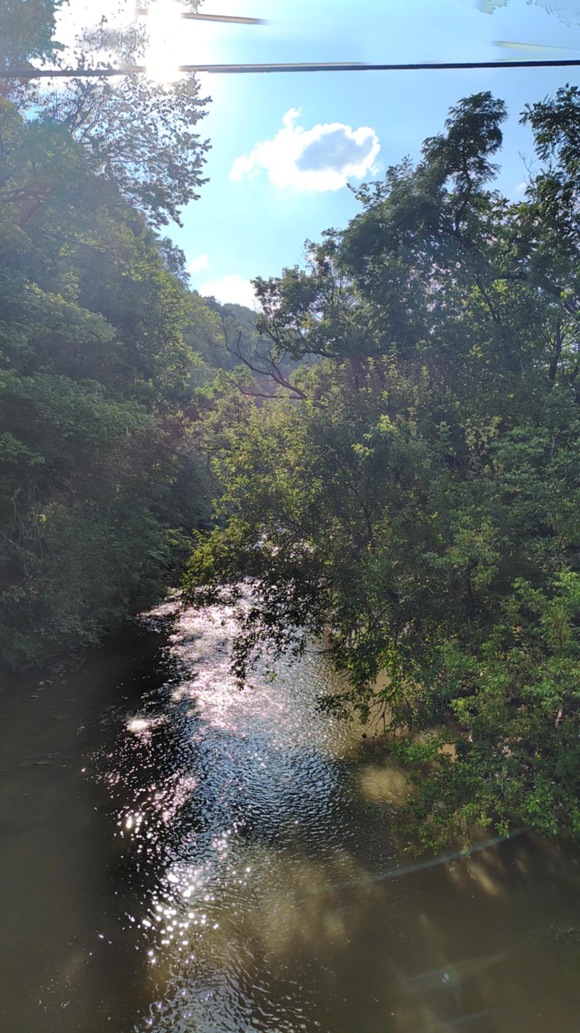 Forest stream